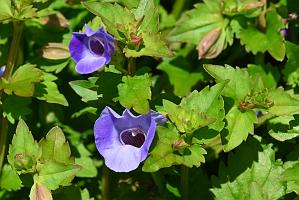 2025-08080067 Tower Hill Botanaic Garden, MA